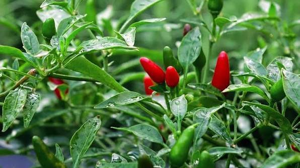 African Bird’s Eye Chilli
