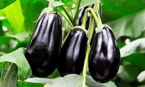 Eggplant