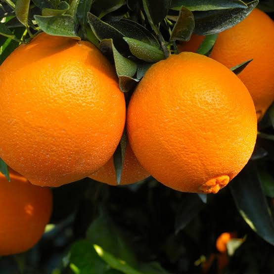 Oranges