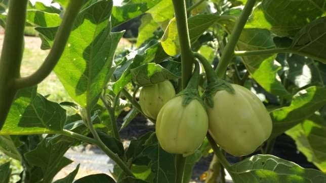 Exporting Fresh Fruits and Vegetables from Uganda to the UK