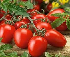 Fresh Roma Tomatoes
