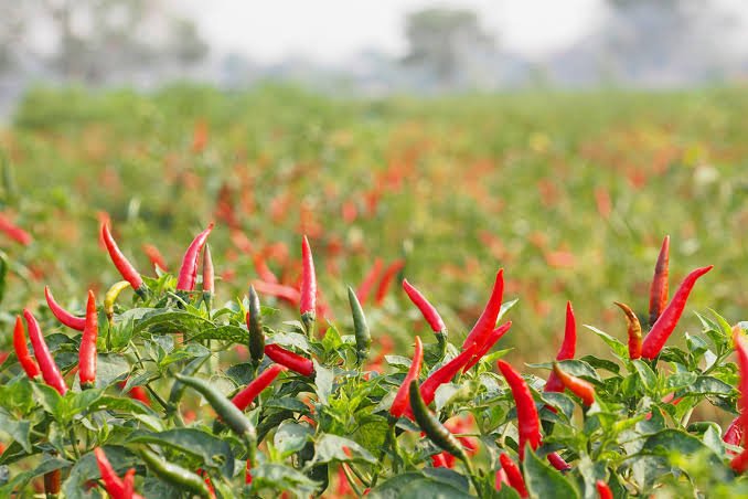 African Bird’s Eye Chilli Exporters in Uganda