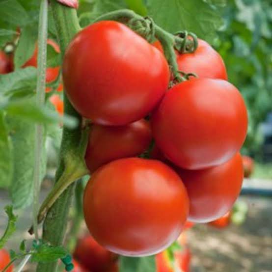 Round Red Tomatoes