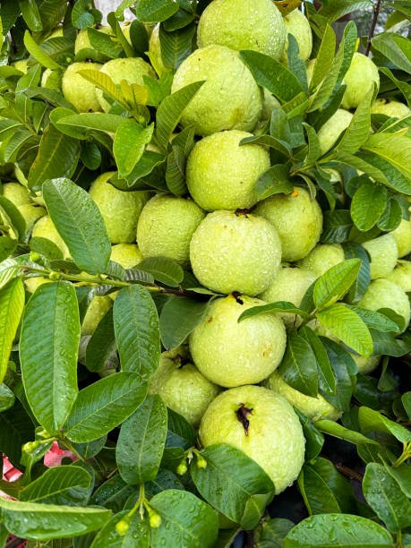 Fresh Guava Exporters in Uganda