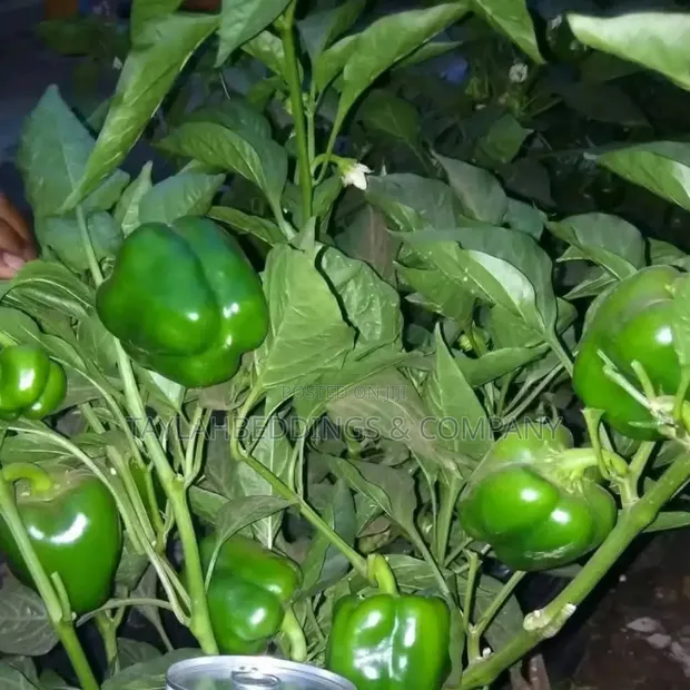 Fresh Vegetables Suppliers in Uganda