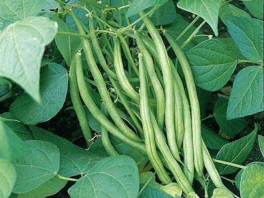 Exporting Fresh Fruits and Vegetables from Uganda to the UK