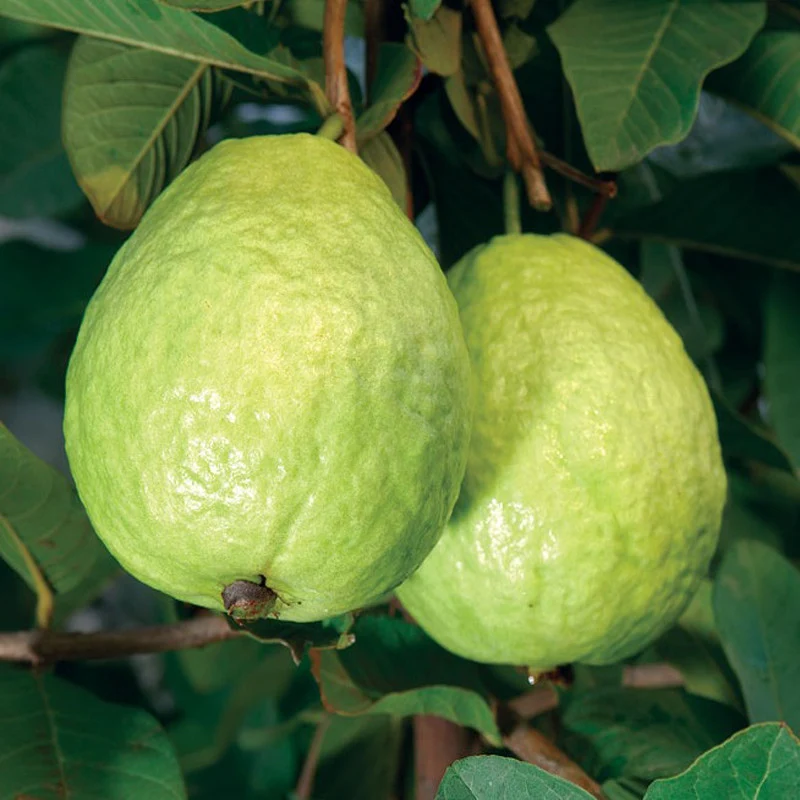 Guava From Uganda