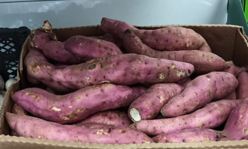 Sweet Potato Exporters from Uganda