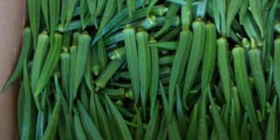 Fresh Okra Exporters in Uganda