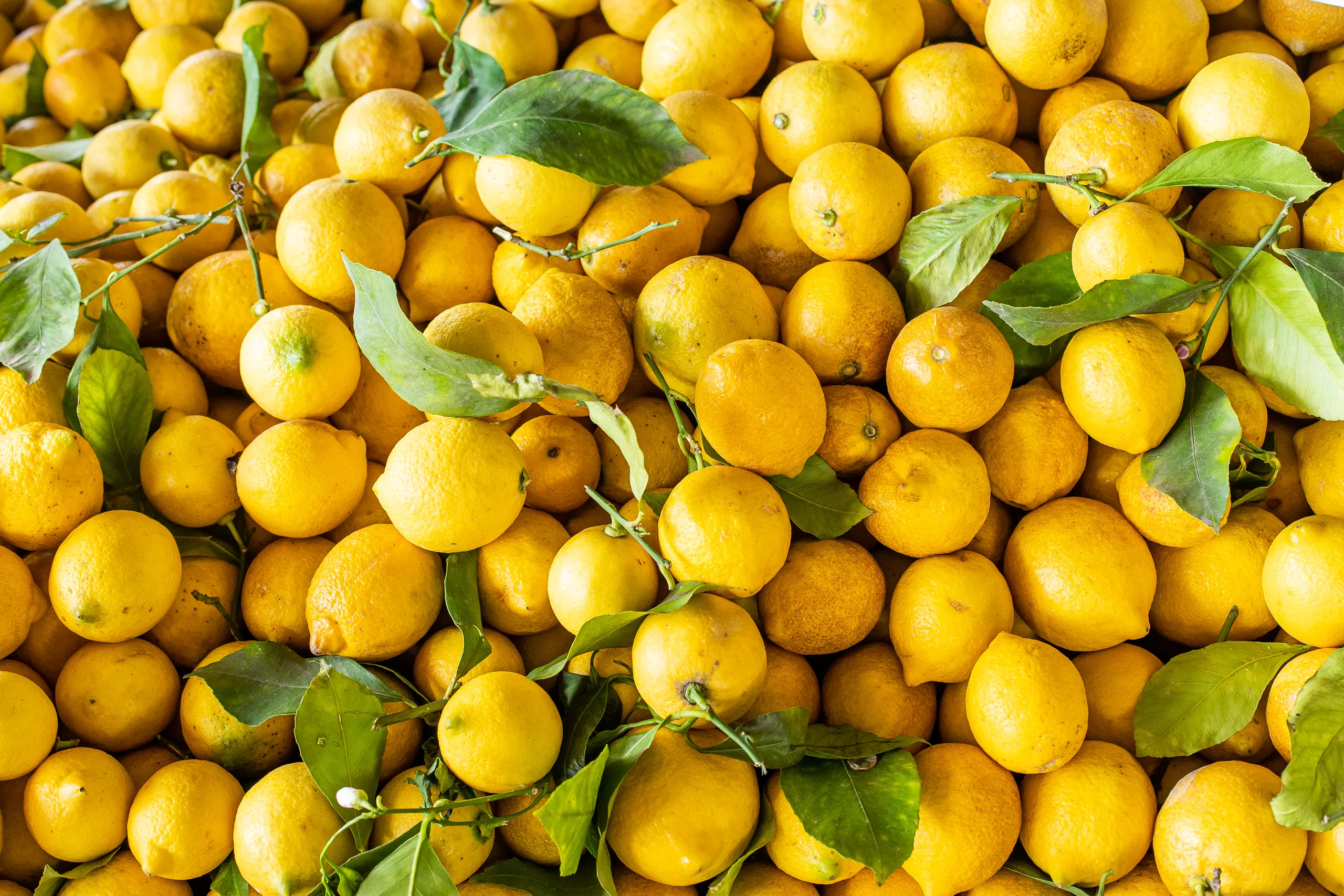 Fresh Lemon and Lime Exporters in Uganda