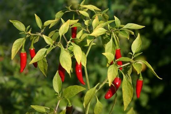 African Bird’s Eye Chilli Exporters in Uganda
