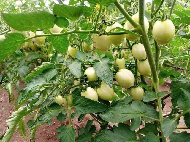 Fresh Eggplant Exporters in Uganda