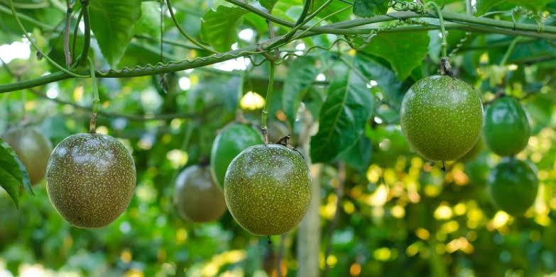 Passion Fruit Exporters in Uganda?