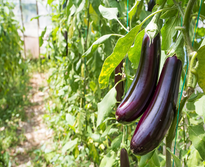 Bulk Eggplant Suppliers in Uganda