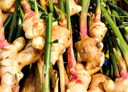 Ginger Exporters in Uganda