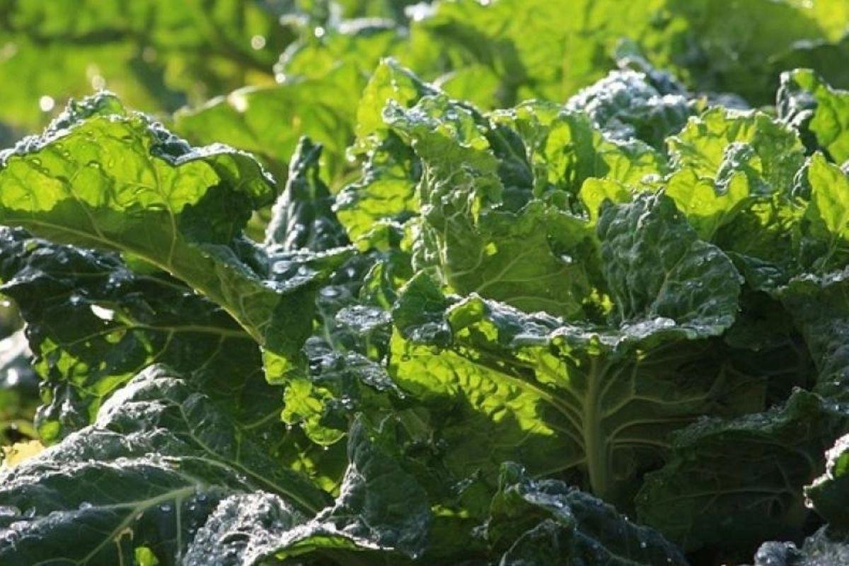 Wholesale Vegetable Suppliers in Uganda
