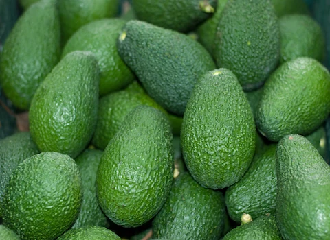 Fresh Hass Avocados from Uganda
