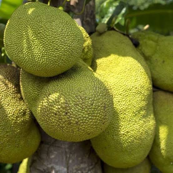 Jackfruit Exporters and Suppliers from Uganda