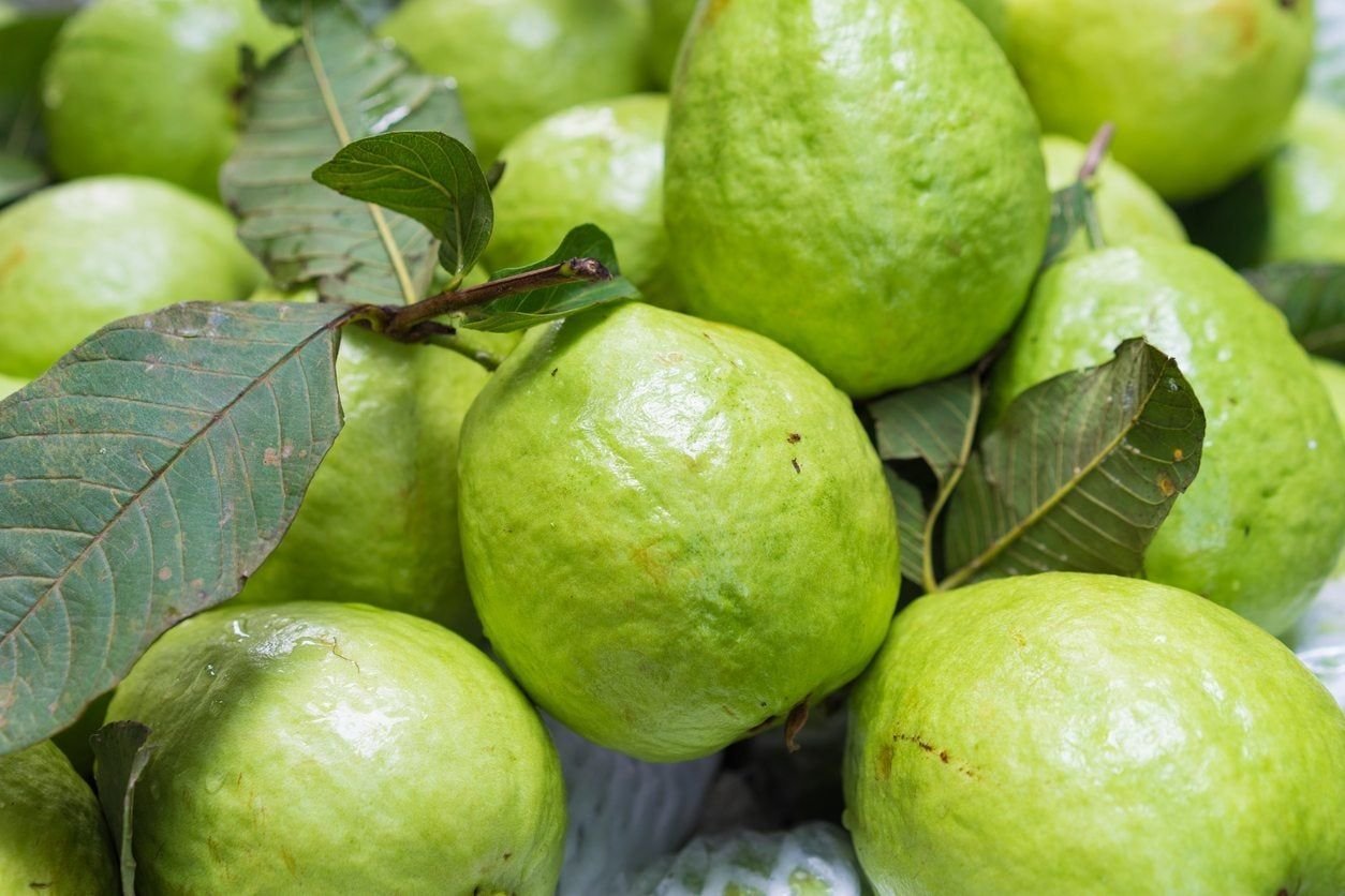Fresh Guava Exporters in Uganda