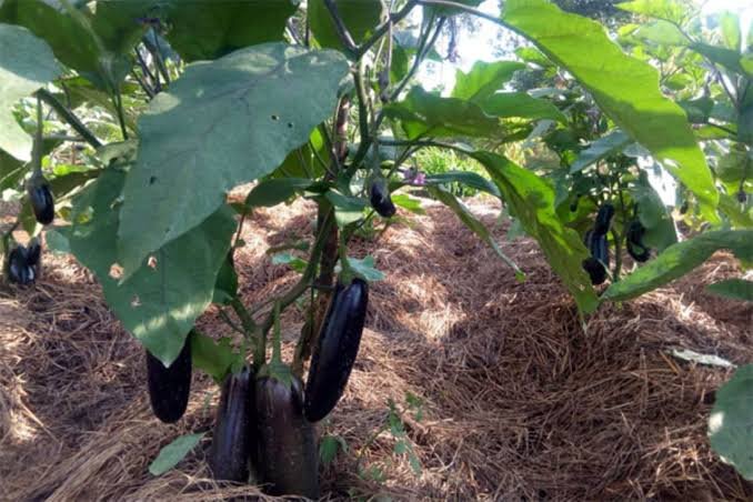 Bulk Eggplant Suppliers in Uganda