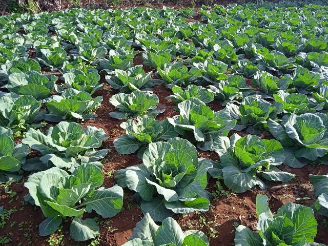 Cabbage Suppliers in Uganda