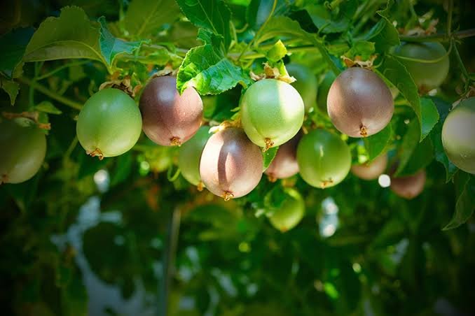 Fresh Passion Fruits from Uganda