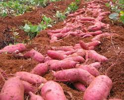 Sweet Potato Exporters from Uganda