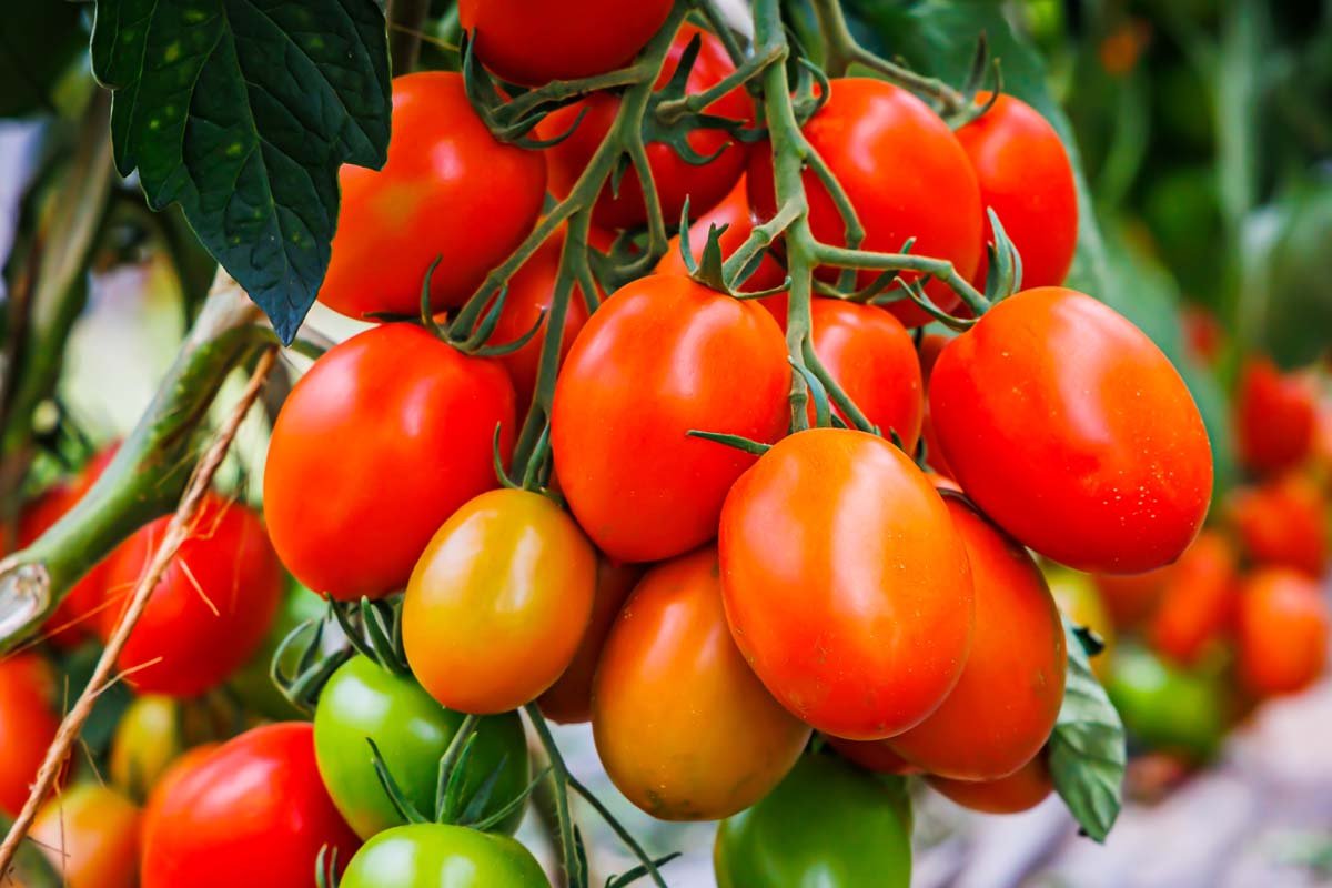 Exporting Fresh Fruits and Vegetables from Uganda to the UK