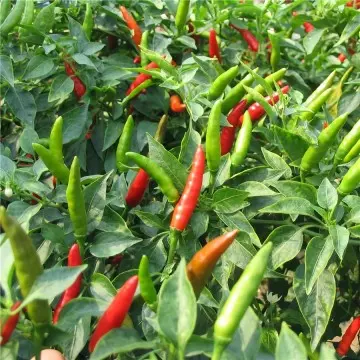Bulk Fresh Produce Suppliers in East Africa