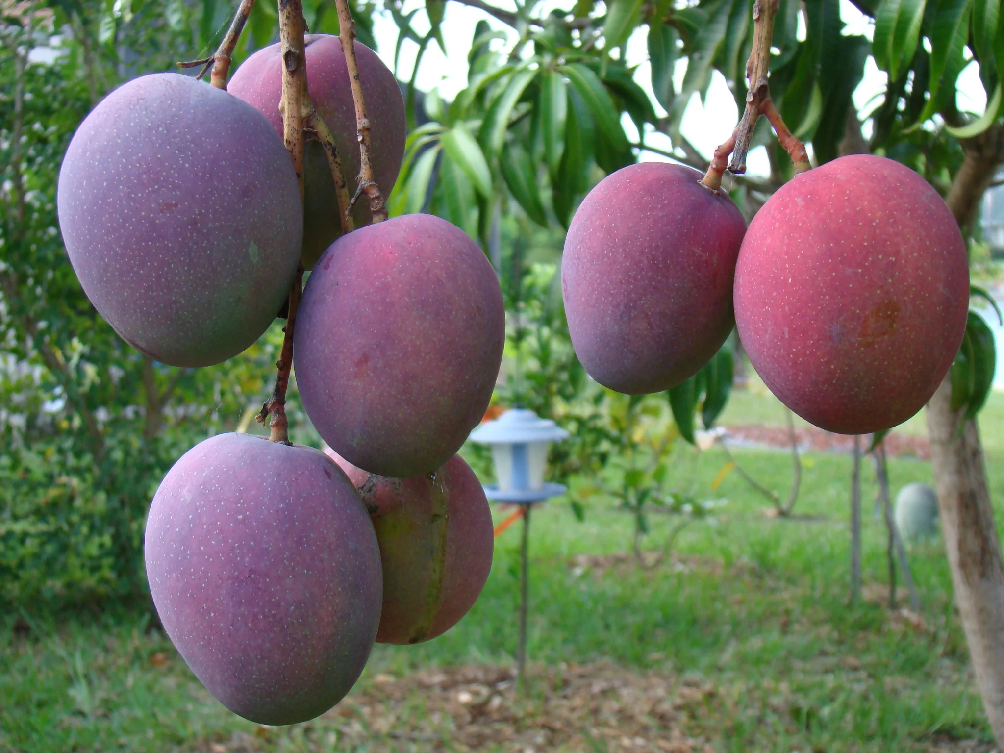 Fresh Mangoes from Uganda