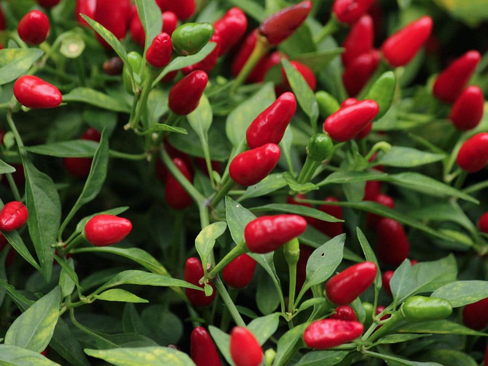 African Bird’s Eye Chilli Exporters in Uganda