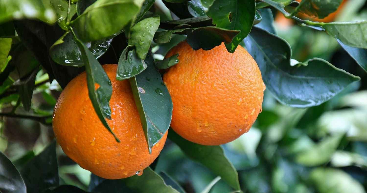 Fresh Oranges