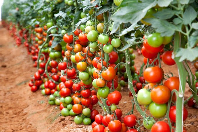 Fresh Tomato suppliers in Uganda