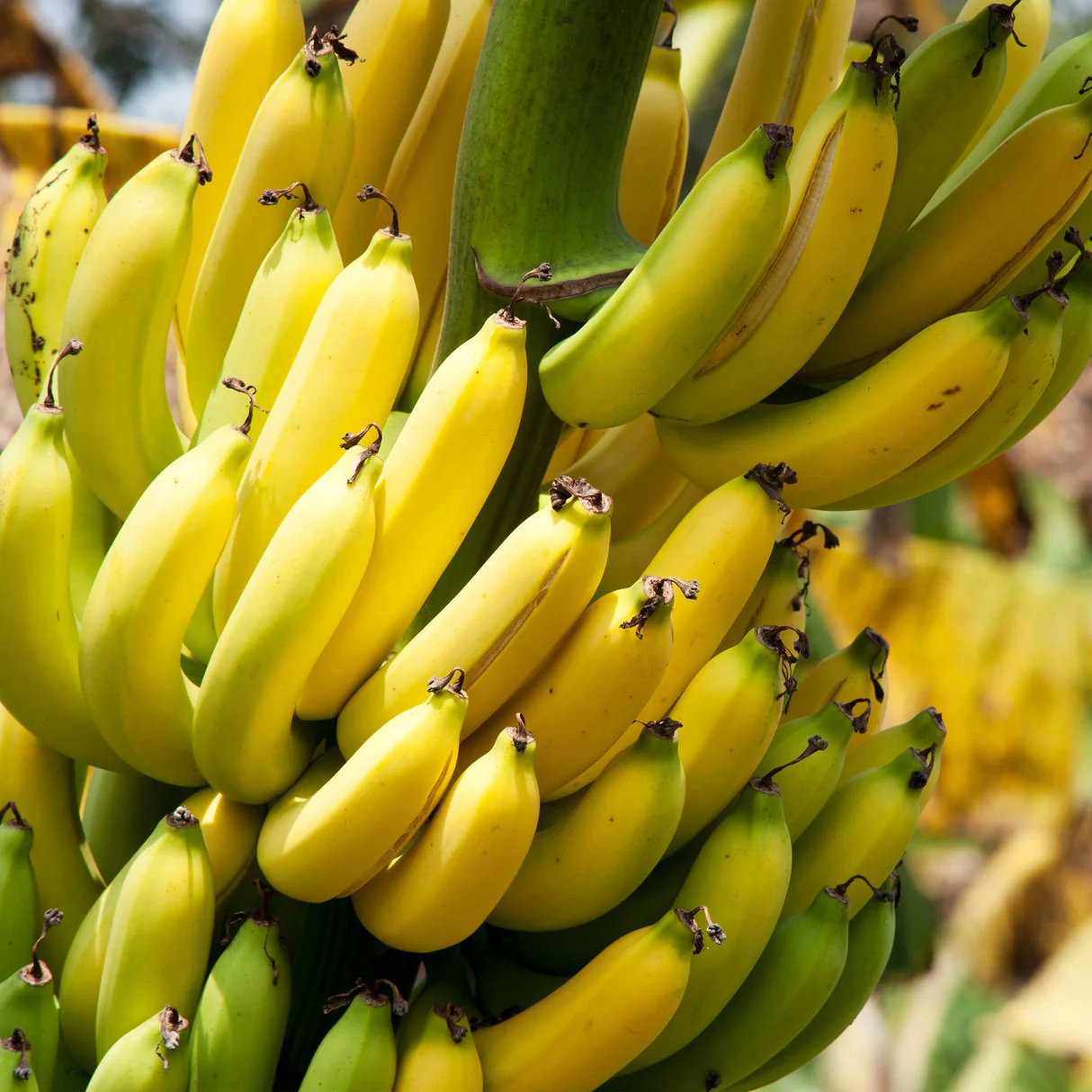 Fresh Cavendish Bananas