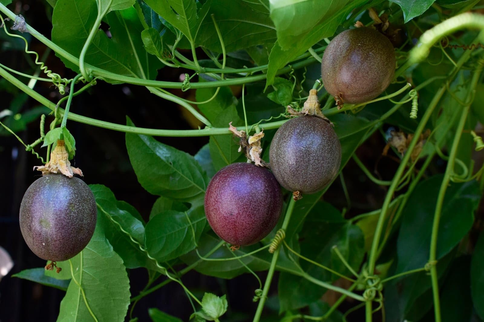 Fresh Passion Fruits from Uganda