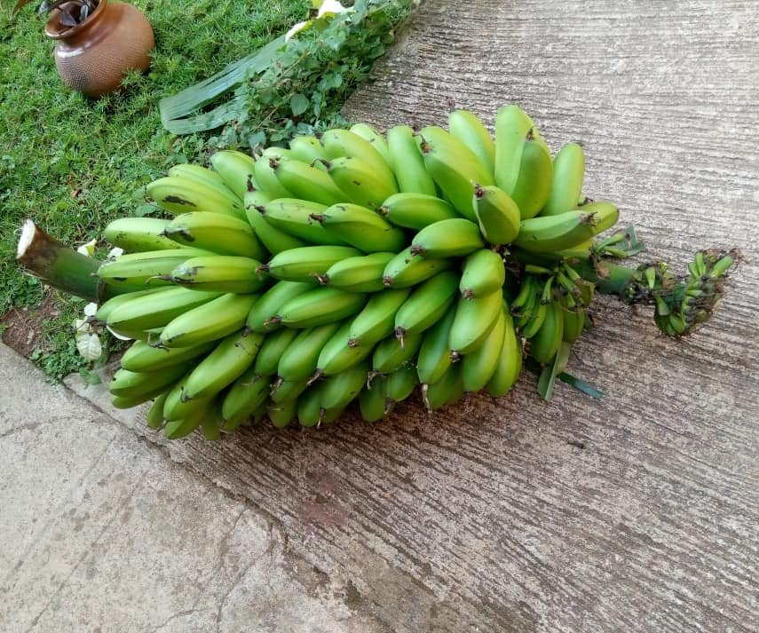 Matooke Exporters in Uganda
