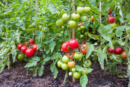 Fresh Tomato suppliers in Uganda