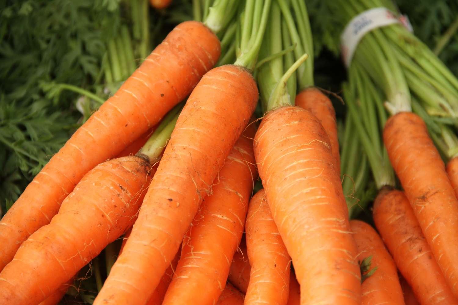 Fresh Vegetables Suppliers in Uganda