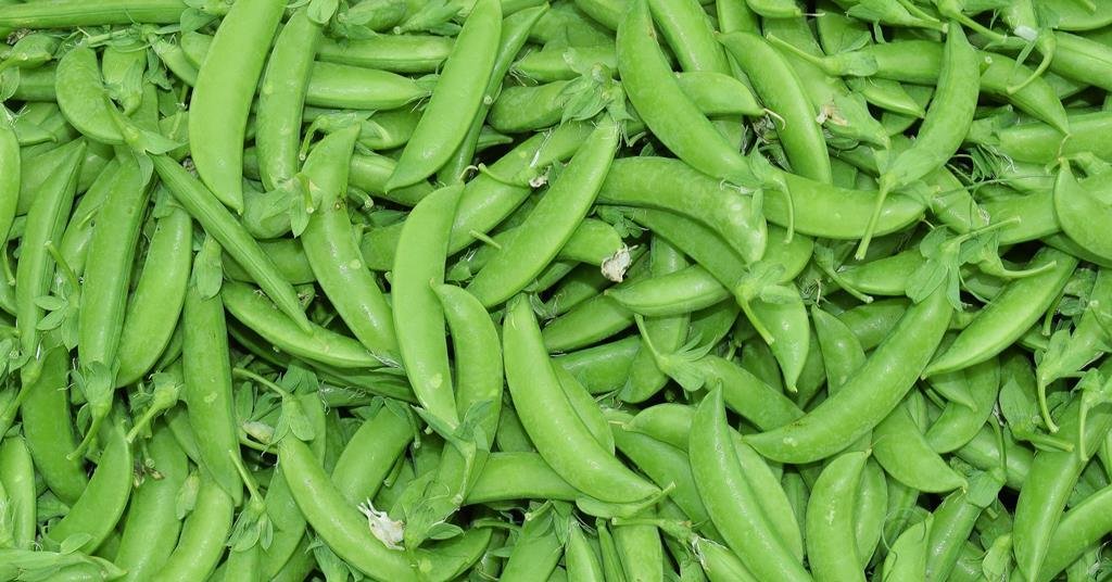 Sugar Snap Pea Exporters in Uganda