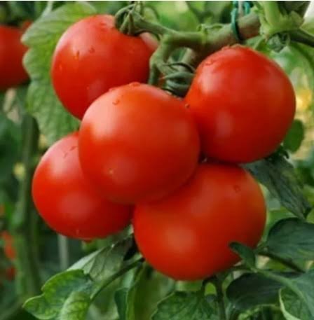 Round Red Tomatoes