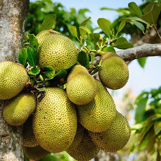 Jackfruit Exporters and Suppliers from Uganda