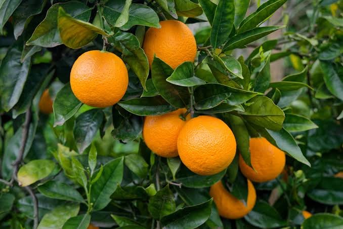 Fresh Oranges