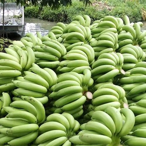 Fresh Cavendish Bananas
