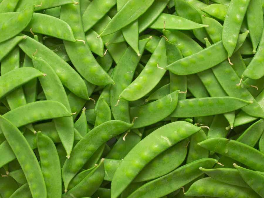 Snow Pea Exporters and Suppliers in Uganda