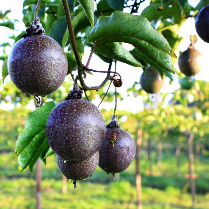 Passion Fruit Exporters in Uganda?
