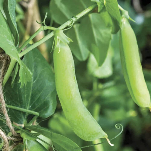 Exporting Fresh Fruits and Vegetables from Uganda to the UK
