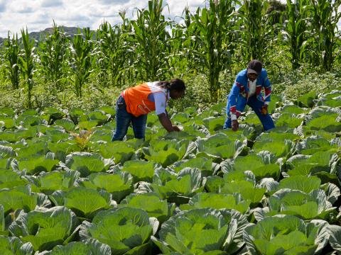 Cabbage Suppliers in Uganda