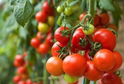Fresh Tomato suppliers in Uganda