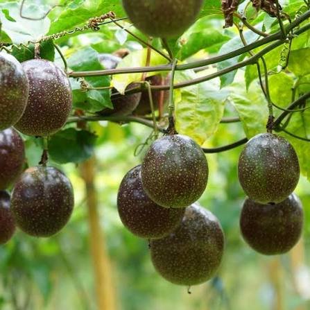 Passion Fruit Suppliers in Uganda