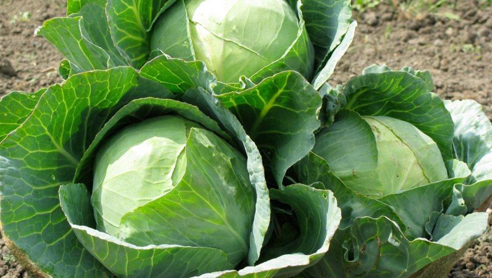 Fresh Cabbage from Uganda
